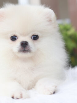 ปอมเมอเรเนียน เพศเมียสีขาวครีม