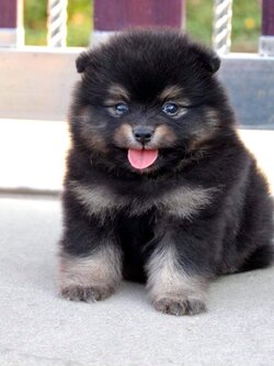 ปอมเมอเรเนียน เพศผู้ แบล็คแทน