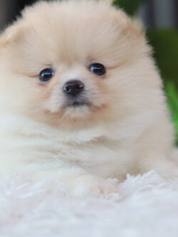 ปอมเมอเรเนียน เพศเมียขาวครีม