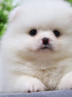 ปอมเมอเรเนียน เพศผู้