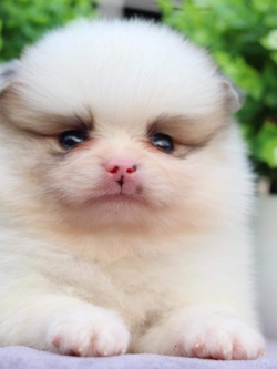 ปอมเมอเรเนียน เพศผู้