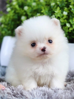 ปอมเมอเรเนียน เพศผู้