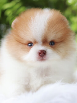 ปอมเมอเรเนียน เพศเมียสีแฟนซี เกรดโชว์