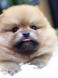 ปอมเมอเรเนียน เพศผู้ สีส้ม