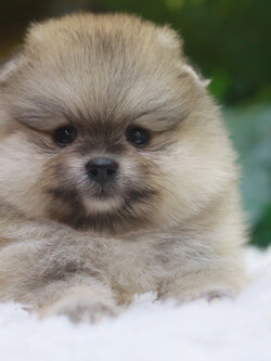 ปอมเมอเรเนียน เพศเมียสีส้มหน้าตุ๊กตา