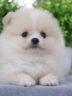 ปอมเมอเรเนียน เพศเมีย