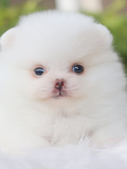 ปอมเมอเรเนียน เพศผู้สีขาวครีมเกรดโชว์