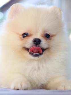 ปอมเมอเรเนียน เพศผู้