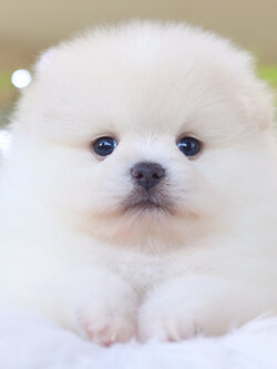 ปอมเมอเรเนียน เพศผู้ สีขาวครีม เกรดโชว์