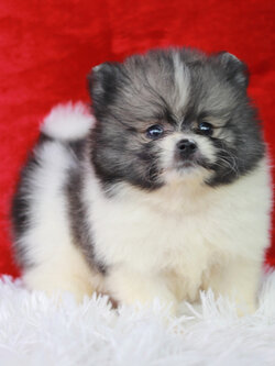 ปอมเมอเรเนียน เพศผู้ สีแฟนซีไซส์เล็ก