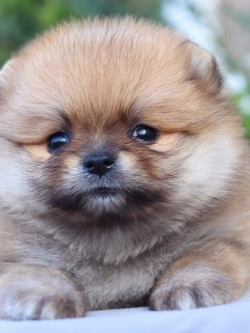 ปอมเมอเรเนียน เพศเมีย