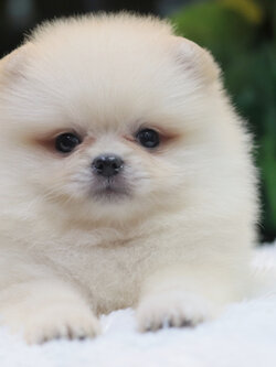 ปอมเมอเรเนียน เพศผู้ขาวครีม