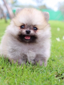 ปอมเมอเรเนียน เพศผู้