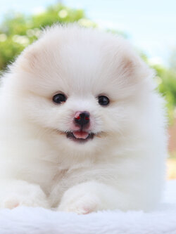 ปอมเมอเรเนียน เพศผู้สีขาวครีม