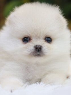 ปอมเมอเรเนียน เพศเมีย สีขาวครีม ไซส์เล็ก