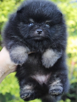 ปอมเมอเรเนียน เพศเมีย