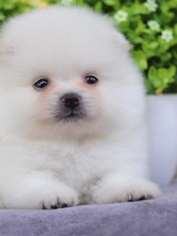 ปอมเมอเรเนียน เพศผู้