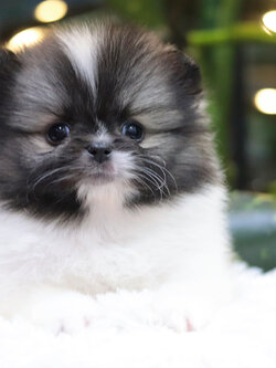 ปอมเมอเรเนียน เพศผู้ แฟนซีขนแน่นๆมาร์คครบเป๊ะ