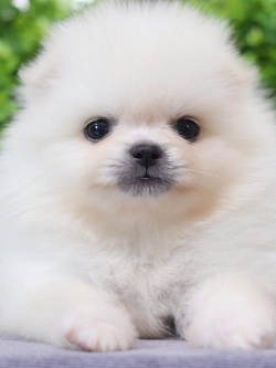 ปอมเมอเรเนียน เพศเมีย