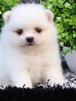 ปอมเมอเรเนียน เพศผู้