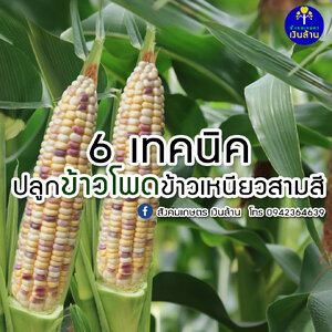 6 เทคนิค ปลูกข้าวโพดข้าวเหนียวสามสี - 4tree