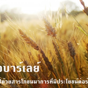 ข้าวบาร์เลย์ เป็นธัญพืชชนิดหนึ่ง ที่อยู่ในตระกูลหญ้า มีลักษณะคล้ายๆลูกเดือย