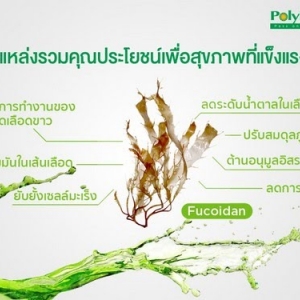 ประโยชน์ของสาหร่ายเคลป์