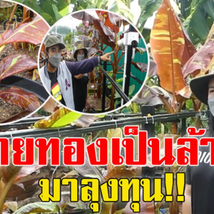 ขายทอง ลงทุนปลูกกล้วยด่าง
