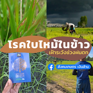 โรคไหม้ในข้าว เฝ้าระวังช่วงฝนตก - 4tree